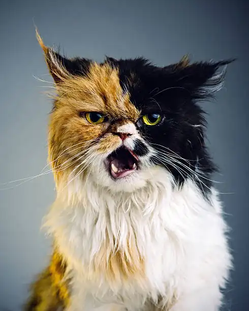 Adopción de gato persa tricolor
