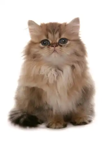 Adopción de un gato persa dorado