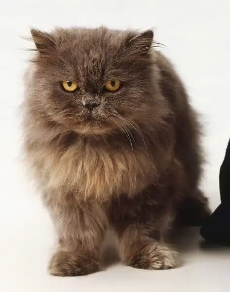 Gato persa chocolate adopción