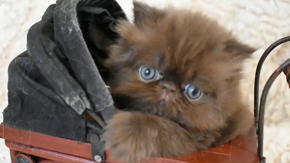 Gato persa chocolate en venta