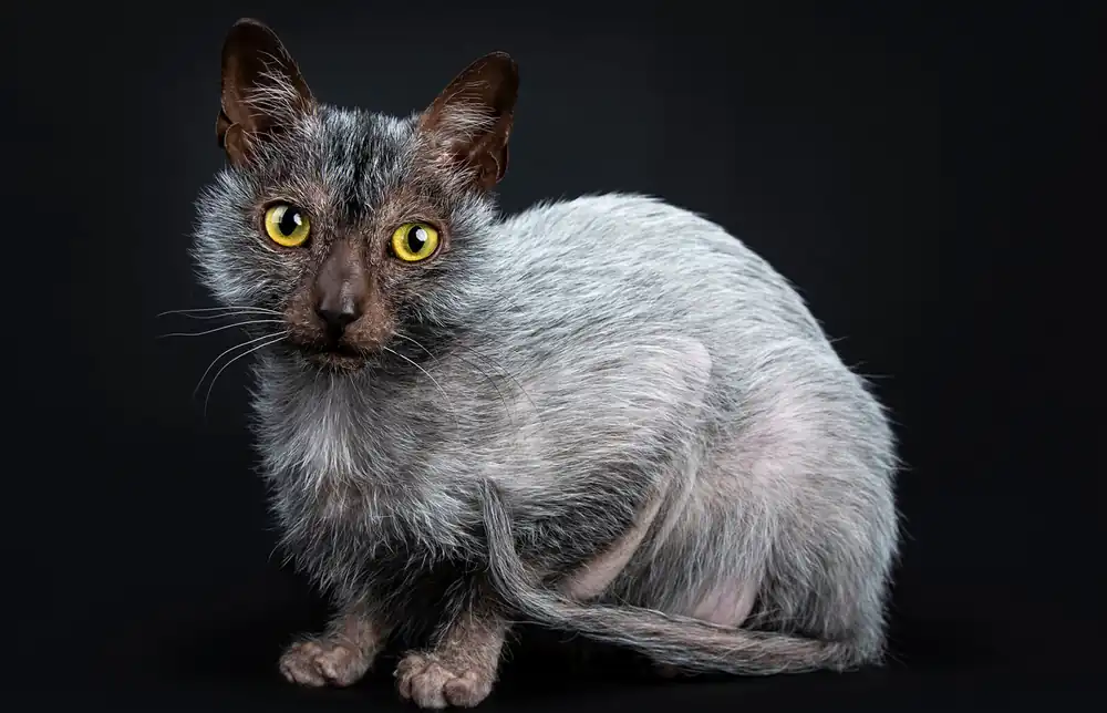 Lykoi Munchkin (gato lobo)