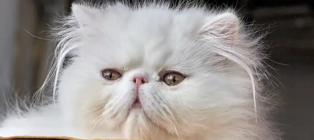 Personalidad del gato persa albino
