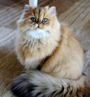 Personalidad del gato persa dorado