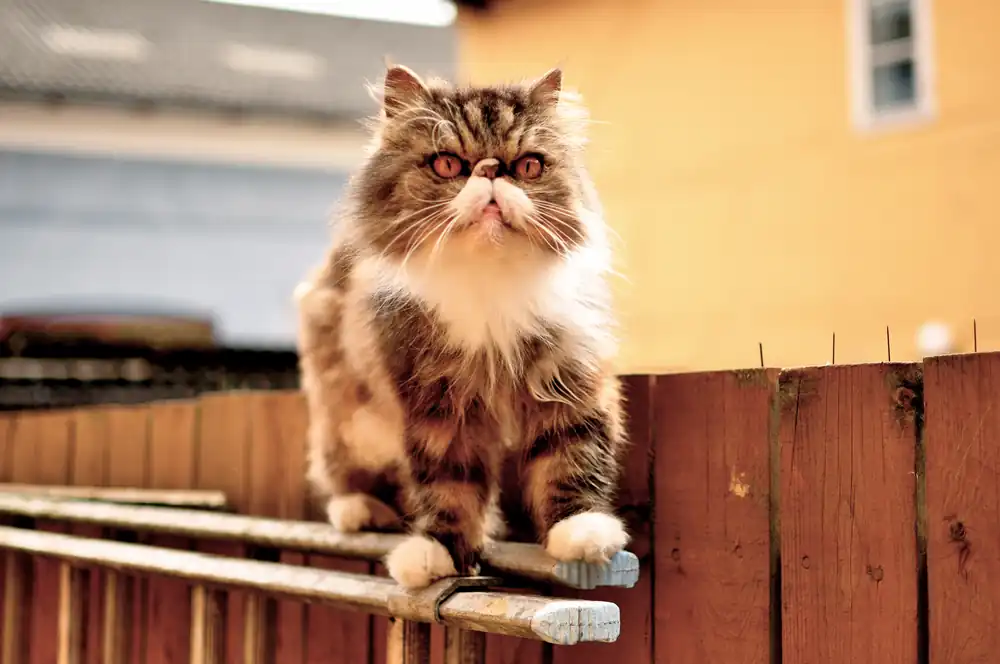 Precio del gato persa bicolor