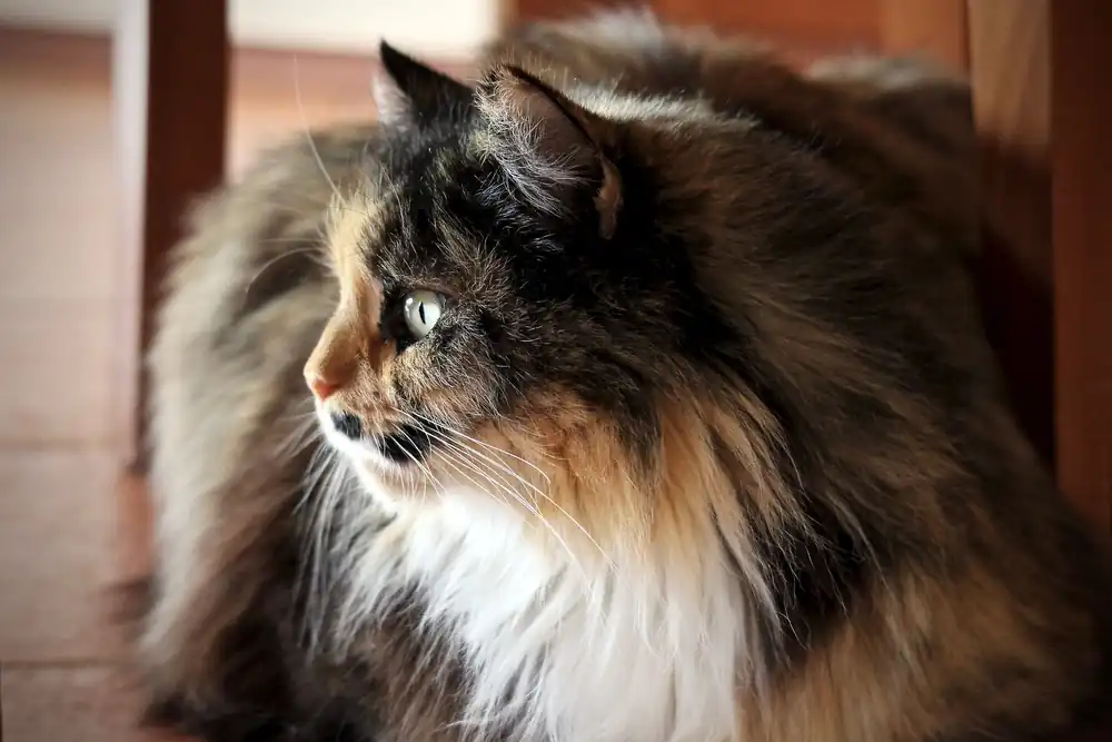 Precio del gato persa tricolor