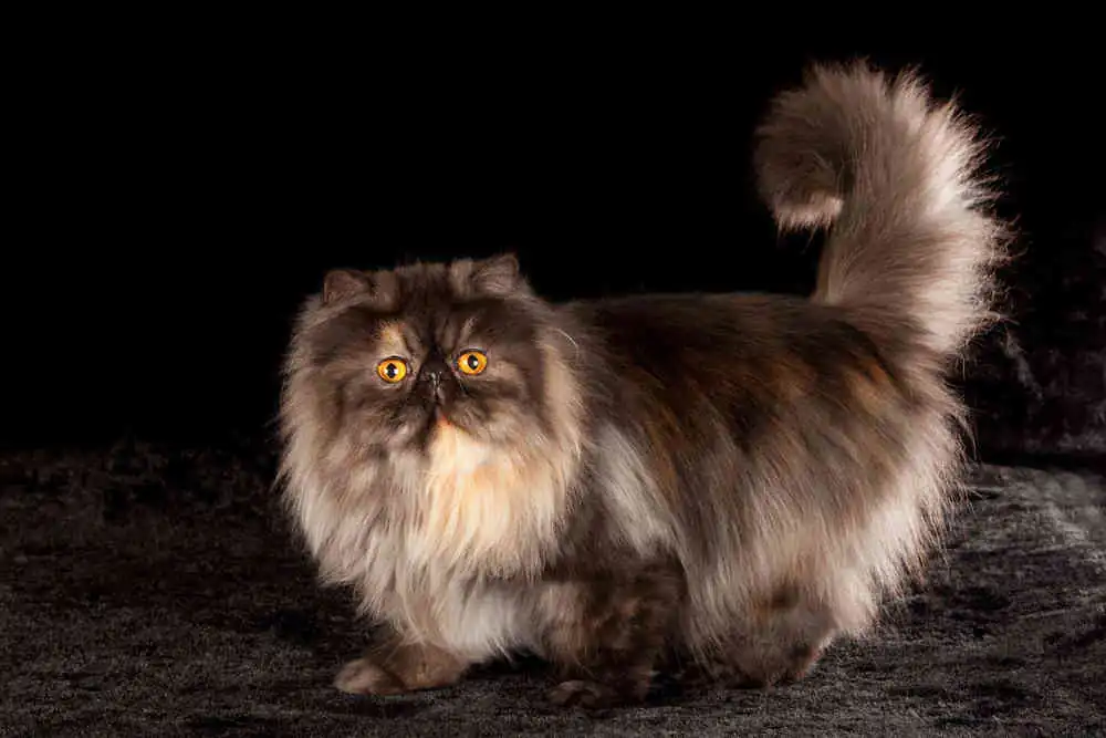 Se vende gato persa carey