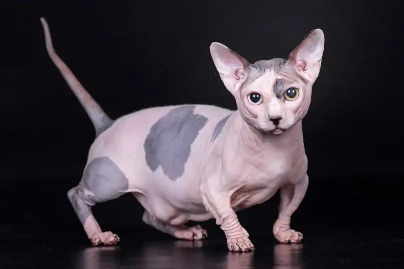 Sphynx Munchkin