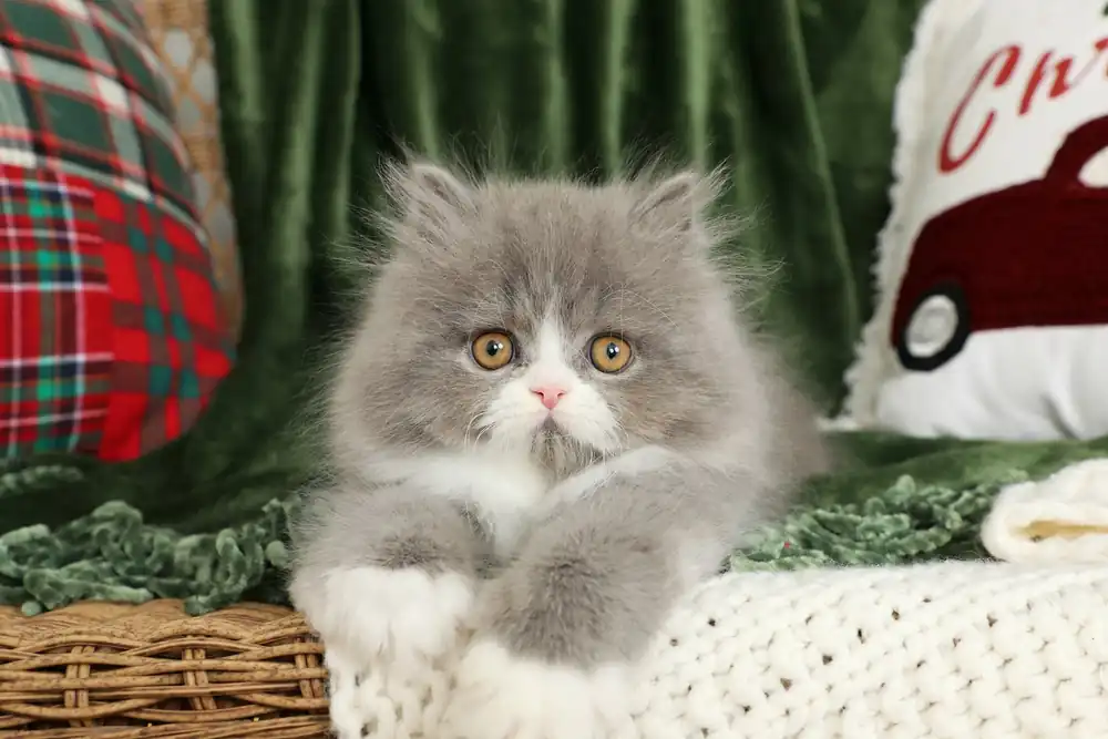 colores y patrones del gato persa