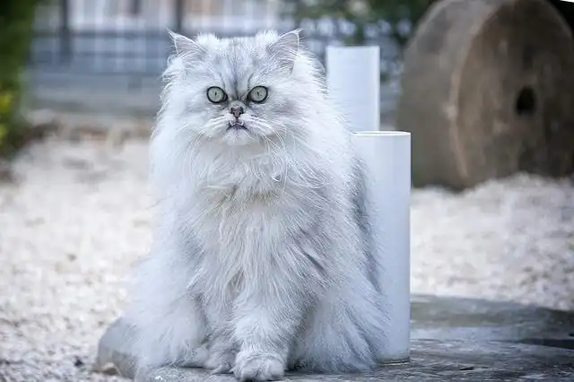 comida para gatos persas