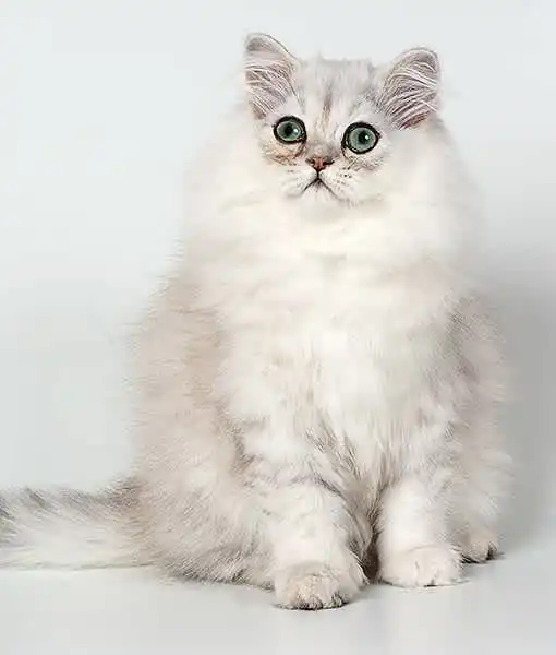 gatito persa chinchilla