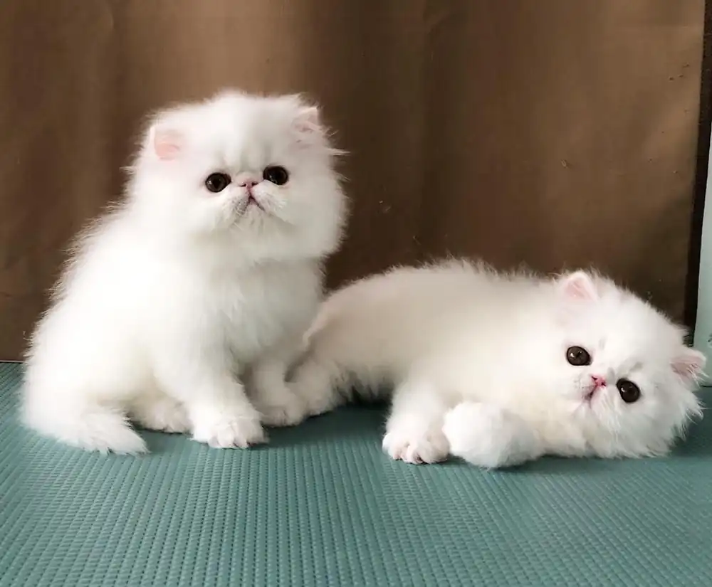 gato albino