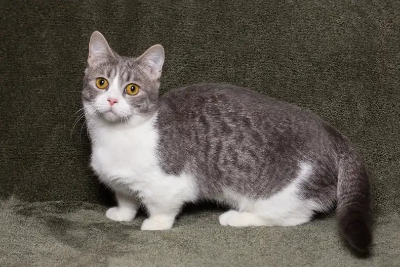 gato munchkin atigrado
