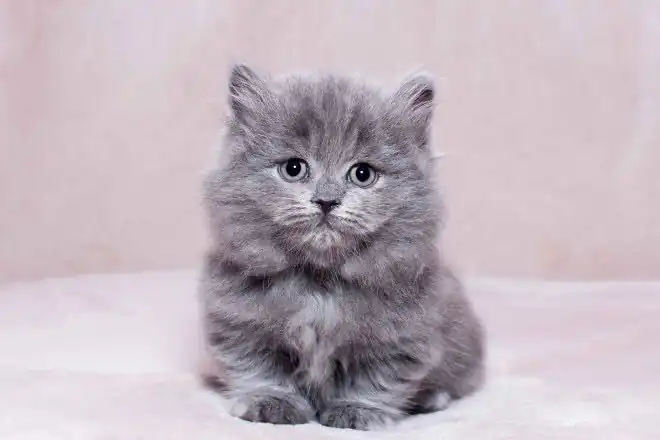 gato munchkin azul