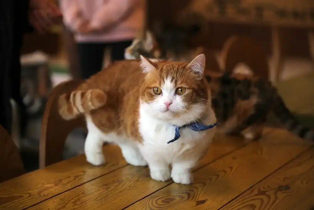 gato munchkin bicolor