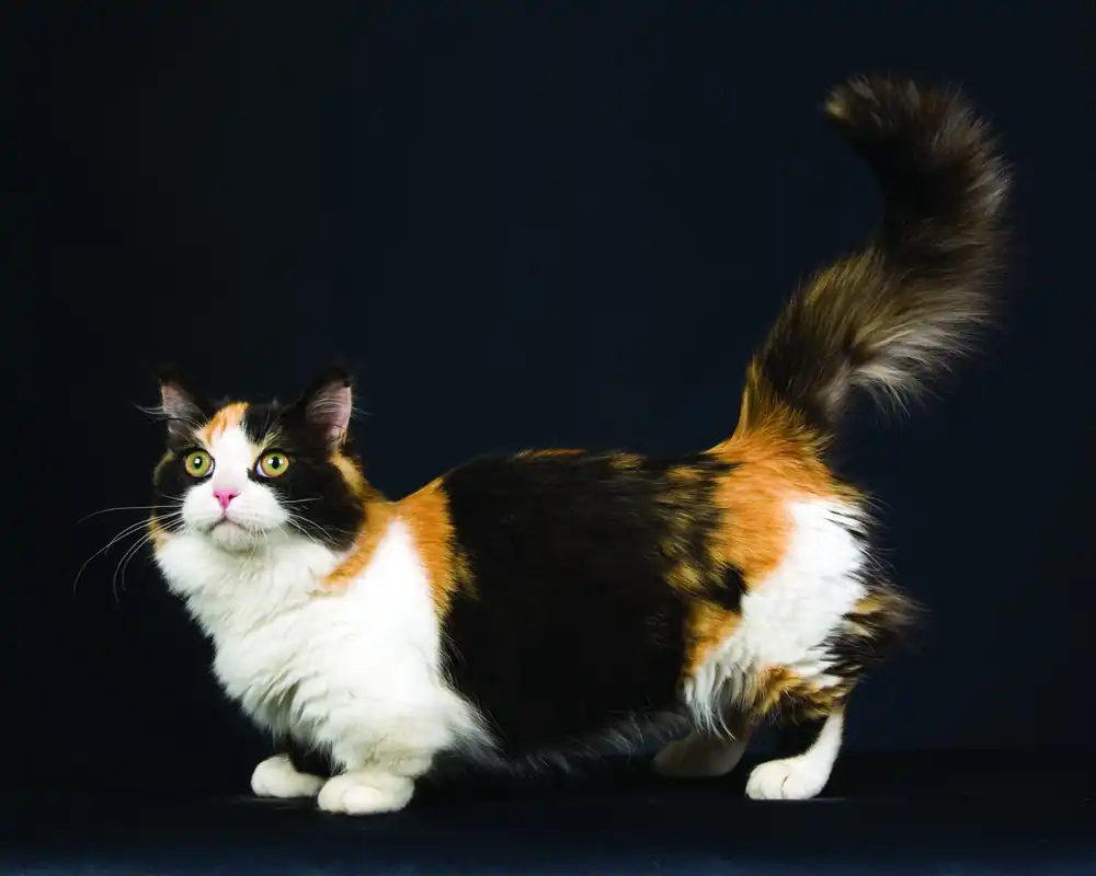 gato munchkin calico