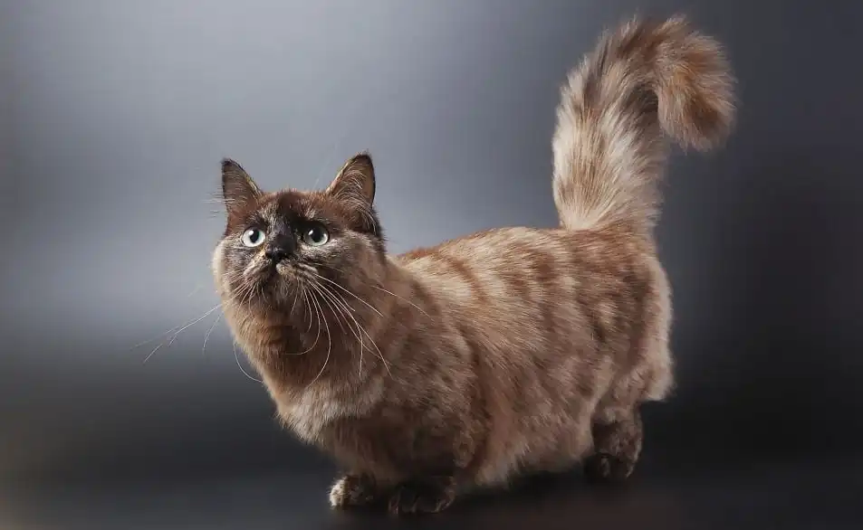 gato munchkin carey