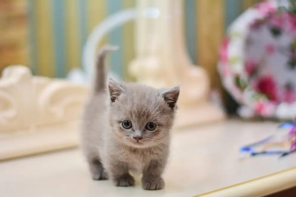 gato munchkin gris