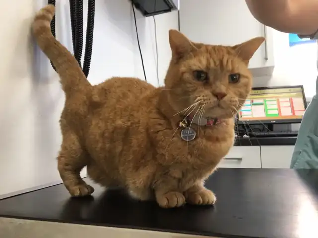 gato munchkin marron