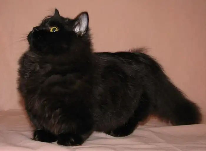 gato munchkin negro