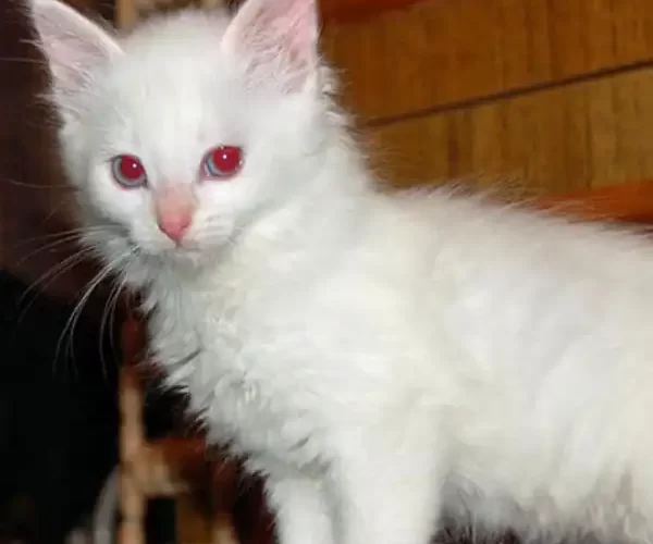 gato persa albino