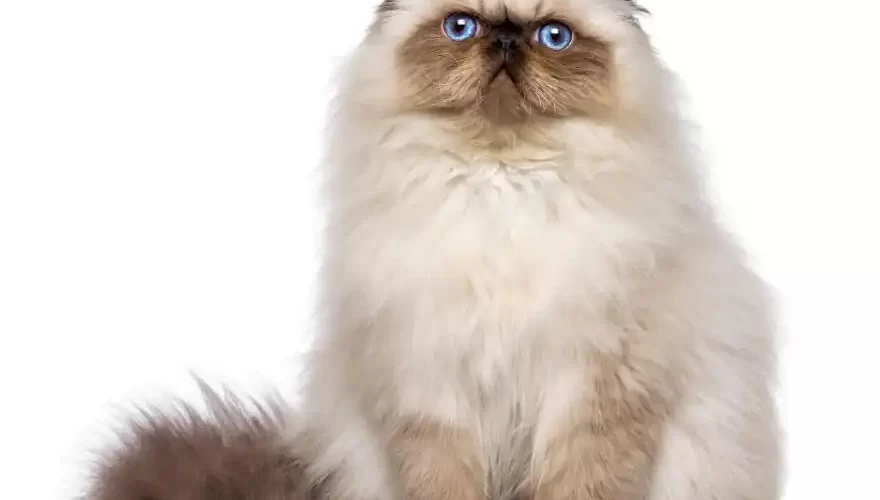 gato persa bicolor