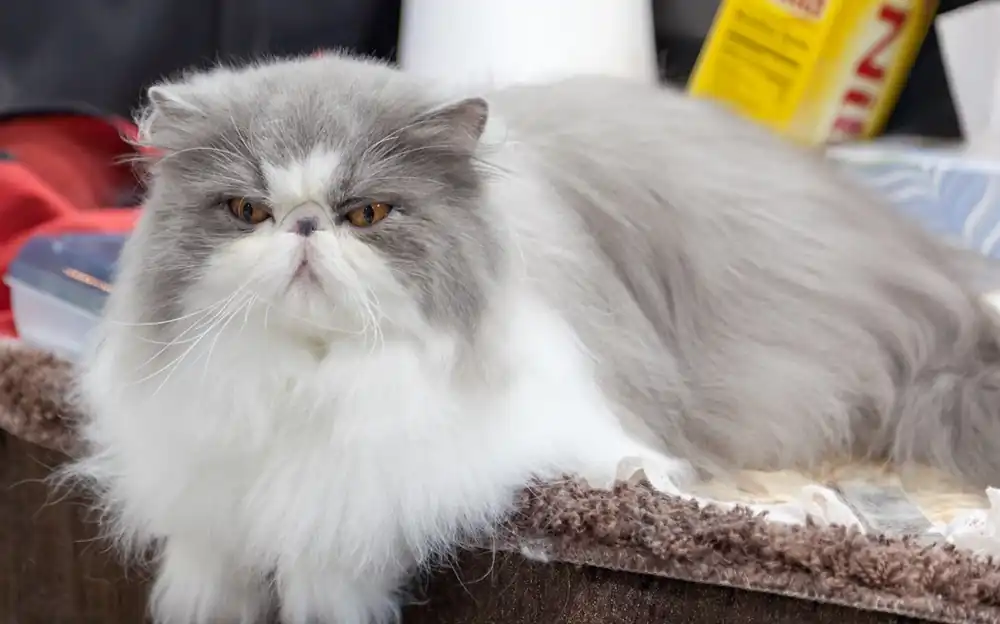 gato persa bicolor doll face