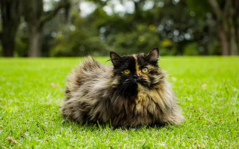 gato persa carey precio
