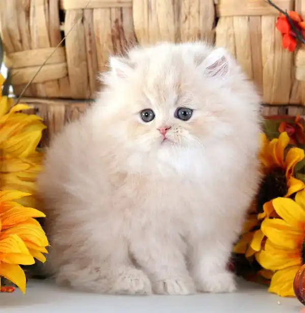 gato persa crema precio