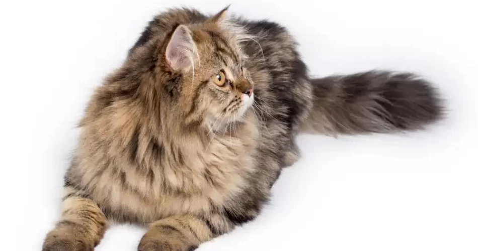 gato persa tabby