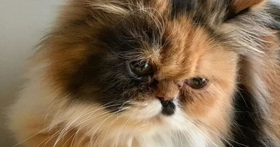 gato persa tricolor