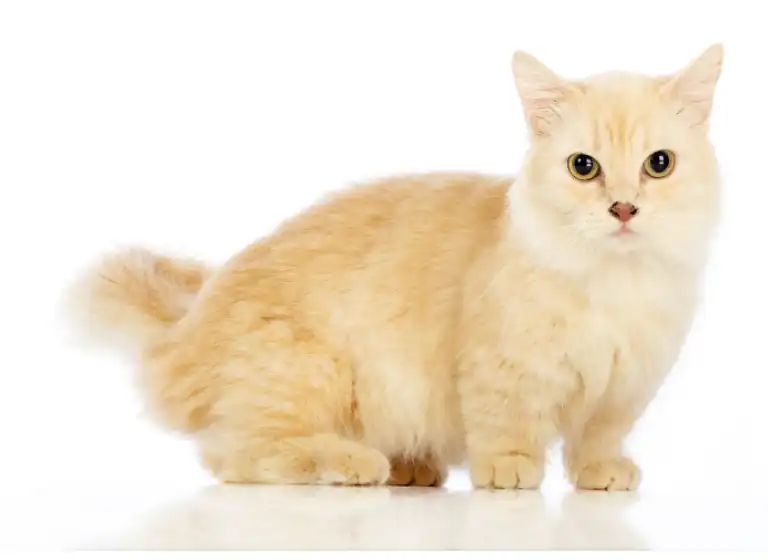 munchkin gato crema