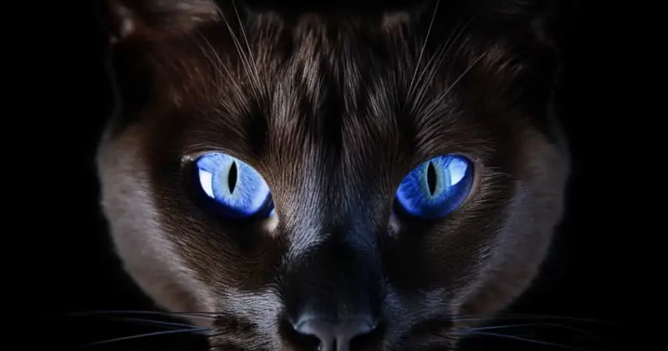ojos de gato siames
