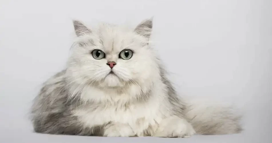 persa chinchilla