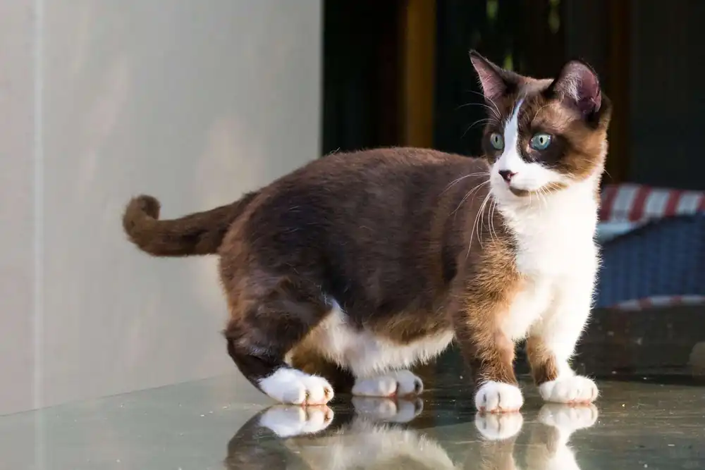 personalidad del gato munchkin