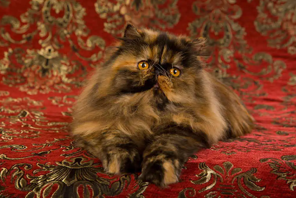 personalidad del gato persa carey