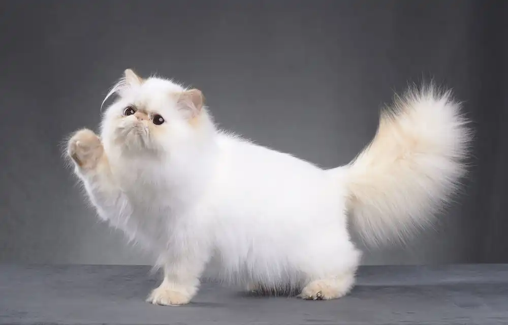 personalidad del gato persa