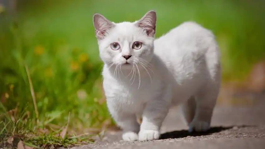 problemas de salud del gato munchkin