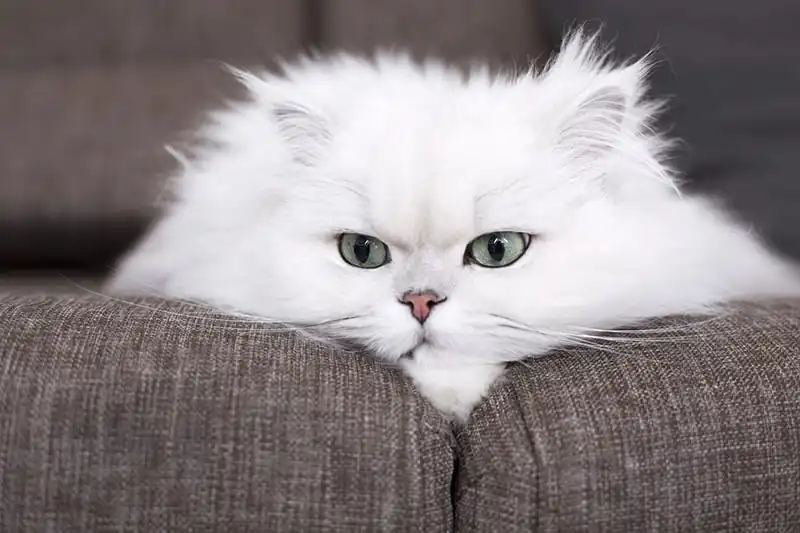 raza de gato persa