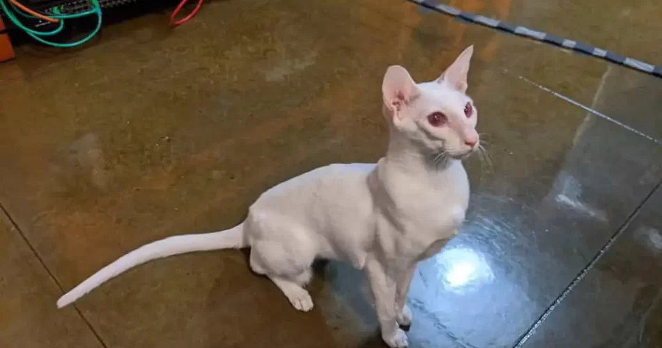 siames albino