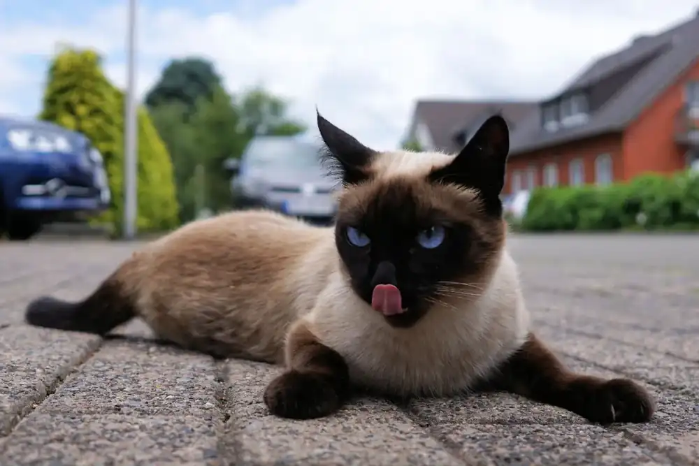siamese munchkin