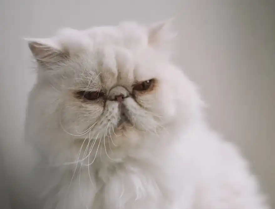 valor de los gatos albinos