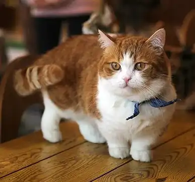 vida útil del gato munchkin