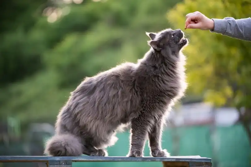 Adiestramiento de Maine Coons