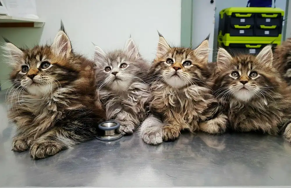 Adoptar Maine Coon