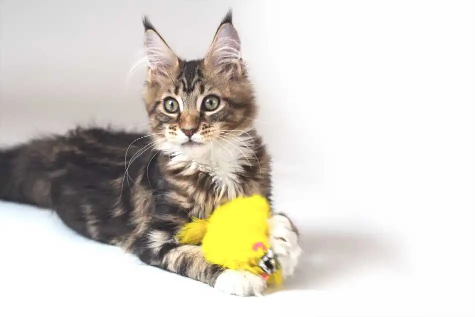 Cuál es el temperamento de un gato maine coon?