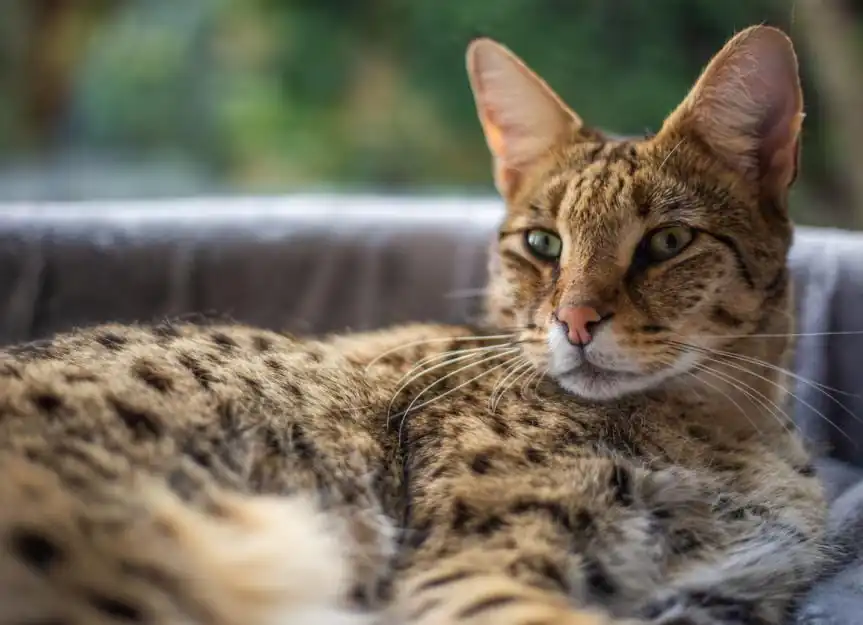 El gato Savannah como mascota