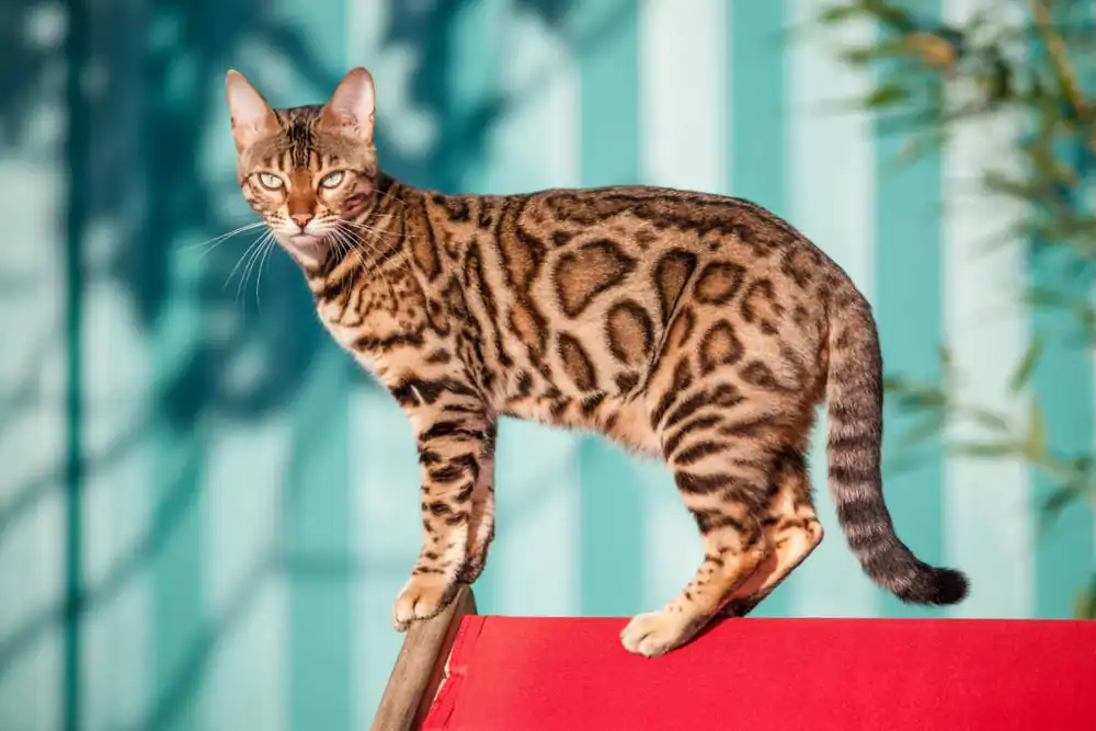 Gato Bengali Atención