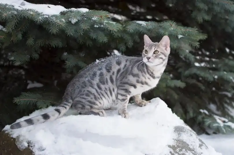 Gato Bengali Azul