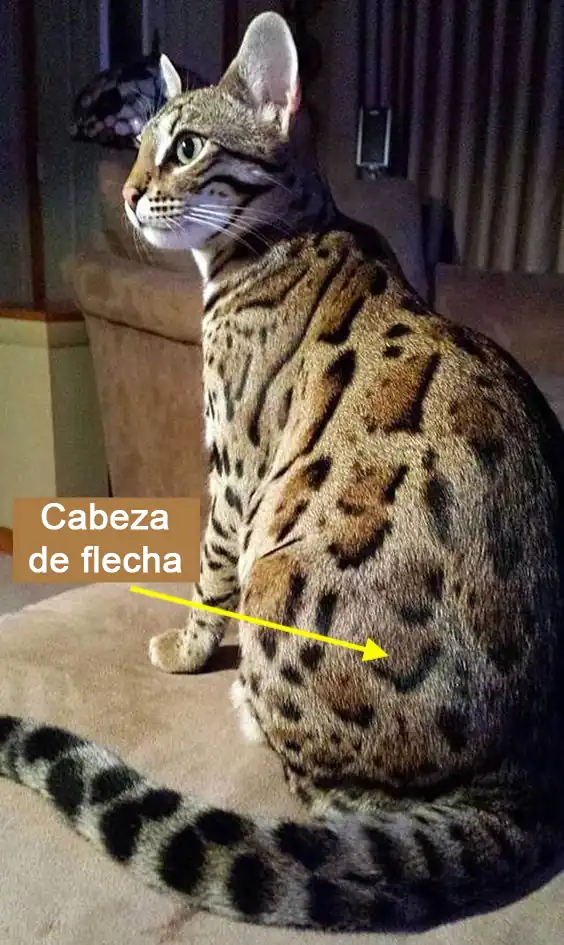 Gato Bengali Cabeza de flecha