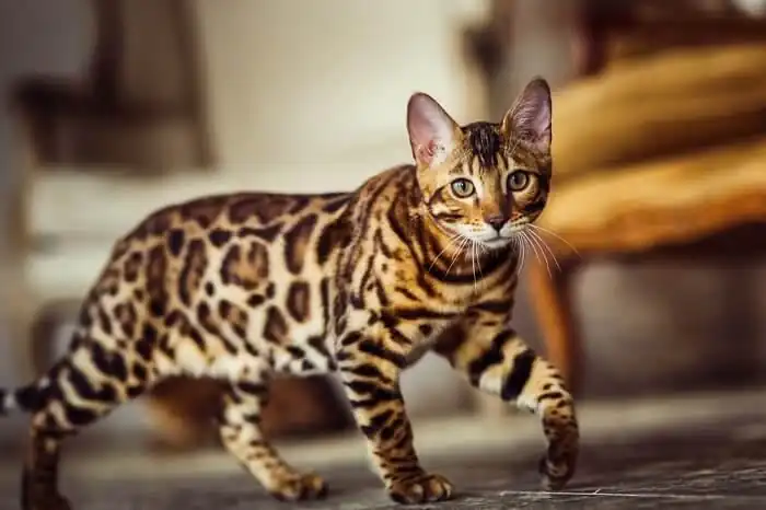 Gato Bengali Caracteristicas